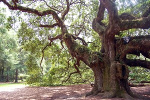 Encyclopédie environnement - biosphère - Exemple d’un chêne remarquable