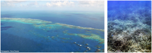 Encyclopédie environnement - biosphère - grande barrière de corail