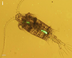 Encyclopedie environnement - pollution plastique - copépode Centropagestypicus