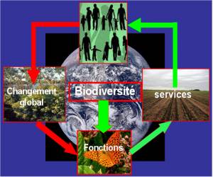 Encyclopédie environnement - biodiversité - biodiversité et sciences humaines