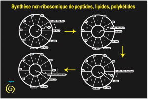 Encyclopédie environnement - premières cellules - synthèse premières molécules