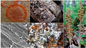 Encyclopédie environnement - parasites - symbioses mutualistes impliquant des champignons