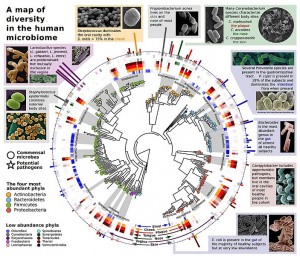 Encyclopédie environnement - parasites - Représentation de la diversité du microbiote humain