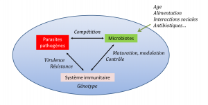 Encyclopédie environnement - parasites - Modulation par les microbiotes