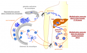 Encyclopédie environnement - parasites - Cycle parasitaire de Plasmodium 