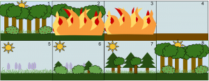 Encyclopédie environnement - biodiversité - cycle évolution naturelle d'une forêt