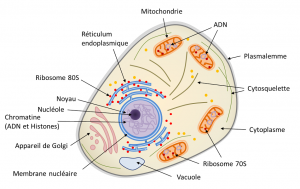 Encyclopédie environnement - eucaryote - Schéma de la structure d’une cellule eucaryote 