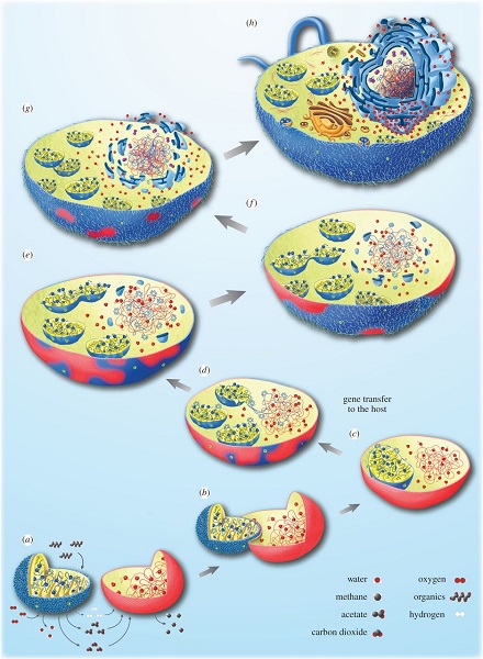 Figure 4. Représentation schématique de l’intégration entre la cellule hôte de type Archée et une α-protéobactérie pour donner une cellule eucaryote contenant une mitochondrie6. (a–h) Illustrations de diverses étapes décrivant la transition entre une cellule hôte de type ArchéeH2-dependante (en rouge) et une α-protéobactérie anaérobie facultative (en bleu) pour donner une cellule eucaryote. Au départ, les deux organismes vivent à proximité, l’Archéea besoin de l’hydrogène produit par la Bactérie, qui elle supporte mal l’accumulation de l’hydrogène issu de son métabolisme. L’intégration de la bactérie va suivre et cette transition s’accompagne d’une part de transfert de gènes entre les deux organismes(c) et d’autre part de la mise en place du noyau (e-h). Reproduit avec l’autorisation des auteurs. © 2015 The Royal Society.