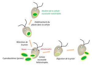 Encyclopédie environnement - eucaryote - Phagocytose et endosymbiose 