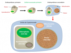 Encyclopédie environnement - eucaryote - Modèle d’endosymbiose chloroplastique 