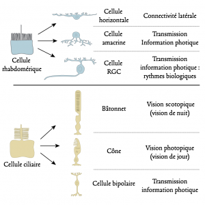 Encyclopédie environnement - lumière - cellules photoréceptices