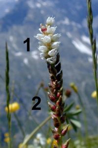 Encyclopedie environnement - plantes alpines - Inflorescence de la renouee vivipare