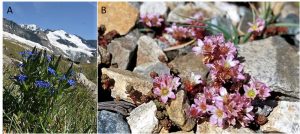 Encyclopedie environnement - plantes alpines - plantes alpines annuelles