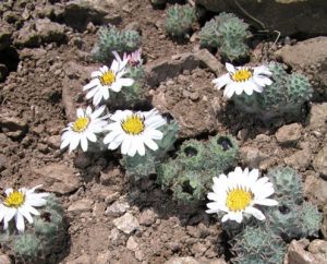 Encyclopedie environnement - plantes alpines - Chaetantherapusilla