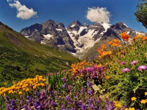 Encyclopédie environnement - plantes alpines - floraisons multicolores