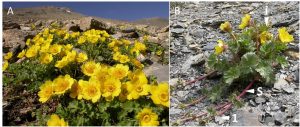 Encyclopédie environnement - plantes alpines - reproduction sexuée et clonale - sexual reproduction plants