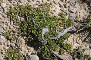 Encyclopedie environnement - plantes alpines - marcottage