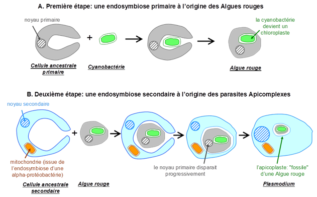 Encyclopédie environnement - Plasmodium falciparum - endosymbiose primaire et secondaire