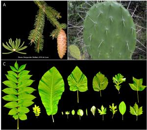 Encyclopédie environnement - plantes - Diversité de la forme et de la physiologie des feuilles 