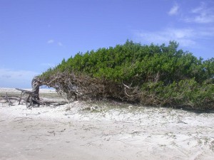 Encyclopédie environnement - plantes - impat du vent sur un arbre
