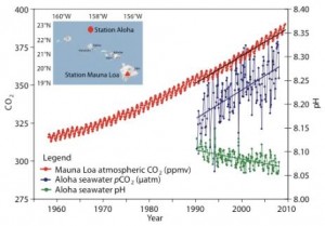 Encyclopédie environnement - carbone - accumulation co2 atmosphère