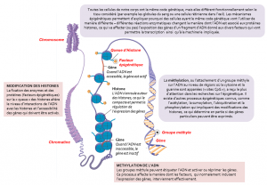 Encyclopédie environnement - épigénétique - organisation et modifications épigénétiques du génome