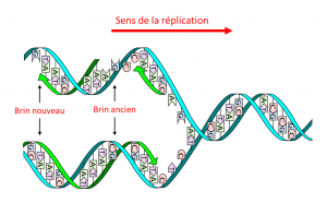 Encyclopédie environnement - génome - réplication ADN