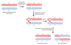 Encyclopédie environnement - génome - recombinaison homologue molécules ADN