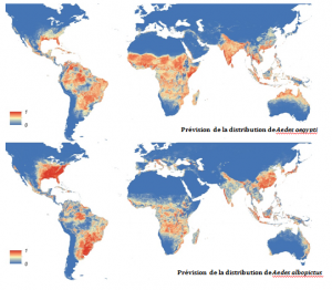 Encyclopédie environnement - changement climatique - Expansion planétaire moustique tigre