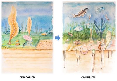 Encyclopédie environnement - écosystèmes complexes - Transformation des fonds marins au passage Ediacarien-Cambrien