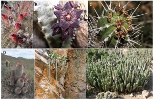 Encyclopedie environnement - evolution - plantes cactoides