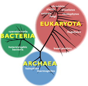 Encyclopedie environnement - extremophiles - Arbre phylogenetique du vivant