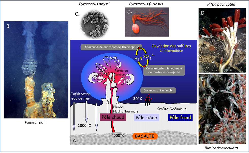 Encyclopédie environnement - fumeurs noirs - Représentation schématique d’une source hydrothermale océanique