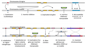 Encyclopedie environnement - polymorphisme genetique -Differents types de mutations