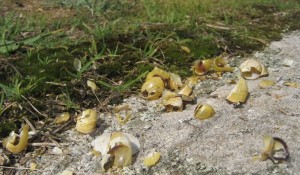 Encyclopédie environnement - escargot - coquilles escargot grives