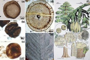 Encyclopédie environnement -premiers écosystèmes terrestres - lantes terrestres du Paléozoïque.