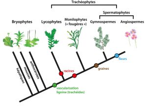 Encyclopedie environnement -premiers ecosystemes terrestres - Phylogenie et innovations cles de evolution des plantes terrestres.