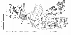 Encyclopédie environnement -premiers écosystèmes terrestres - pénétration des systèmes racinaires au cours du Dévonien.
