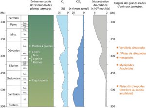 Encyclopedie environnement -premiers ecosystemes terrestres - Consequences de evolution des plantes terrestres au Paleozoique sur atmosphere