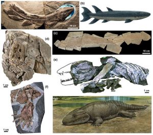 Encyclopedie environnement -premiers ecosystemes terrestres - Diversite des sarcopterygiens tetrapodomorphes et des premiers tetrapodes du Devonien