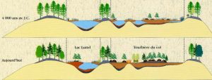 Encyclopédie environnement - tourbière marais - Deux étapes de l’évolution des tourbières du Luitel