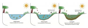 Encyclopedie environnement - nitrates sol - eutrophisation