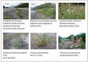 Encyclopedie environnement - paysages alluviaux alpins - colonisation ilot Typha minima Myricariagermanica