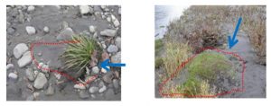 Encyclopedie environnement - paysages alluviaux alpins - role vegetation construction bancs sableux