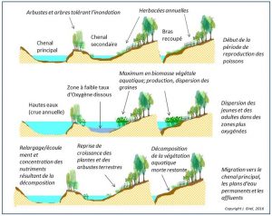 Encyclopedie environnement - paysages alluviaux alpins - annexes fluviales connectees ou separees