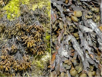 Encyclopédie environnement - biodiversité des côtes rocheuses - Pelvetiacanaliculata et Fucusspiralis