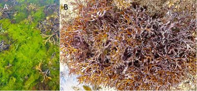 Encyclopédie environnement - biodiversité des côtes rocheuses - Laitue de mer, Ulvaspp., ici fixée sur les rochers de bas niveau