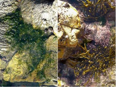 Encyclopédie environnement - biodiversité des côtes rocheuses - Cuvette du médiolittoral supérieur hébergeant Ulva