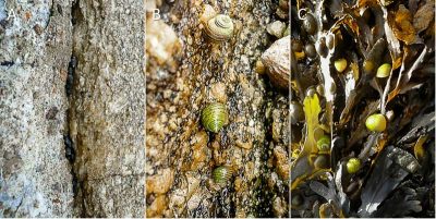 Encyclopédie environnement - biodiversité des côtes rocheuses - Trois exemples de littorines de l’estran rocheux 
