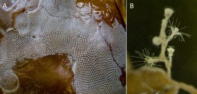 Encyclopédie environnement - biodiversité des côtes rocheuses - Deux exemples d’animaux fixés sur les algues 